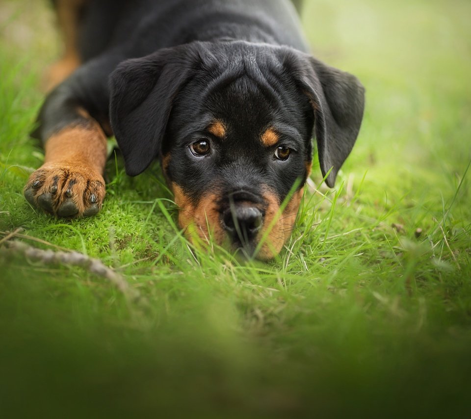 Обои трава, мордочка, взгляд, собака, щенок, ротвейлер, grass, muzzle, look, dog, puppy, rottweiler разрешение 2048x1365 Загрузить