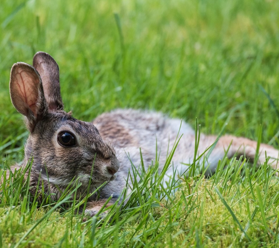 Обои трава, природа, животное, уши, заяц, зайчик, grass, nature, animal, ears, hare, bunny разрешение 3637x2428 Загрузить