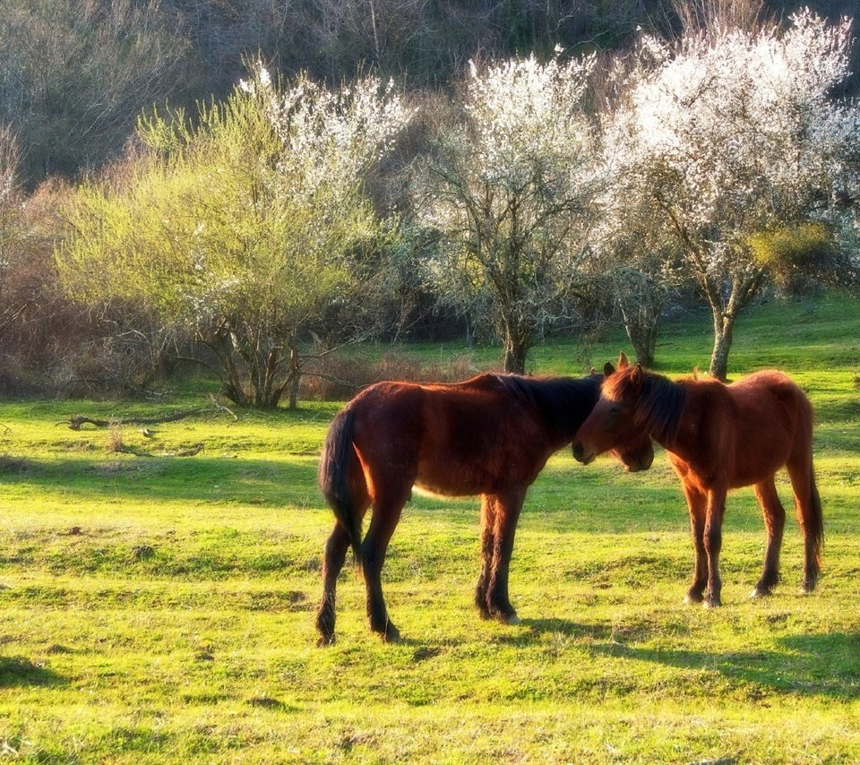 Обои солнце, весна, лошади, кони, сочи, кавказ, евгений никишин, the sun, spring, horse, horses, sochi, the caucasus разрешение 1920x1280 Загрузить