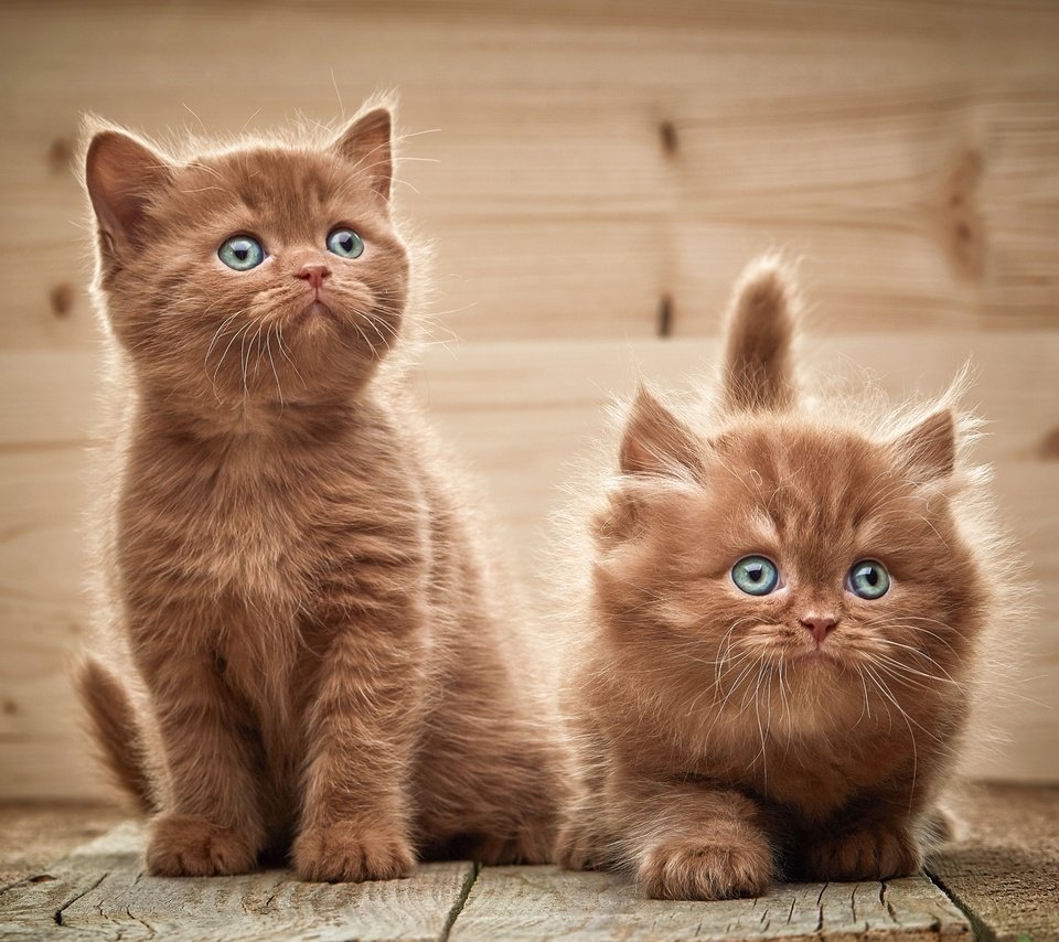 Обои взгляд, котята, двое, look, kittens, two разрешение 3872x3195 Загрузить