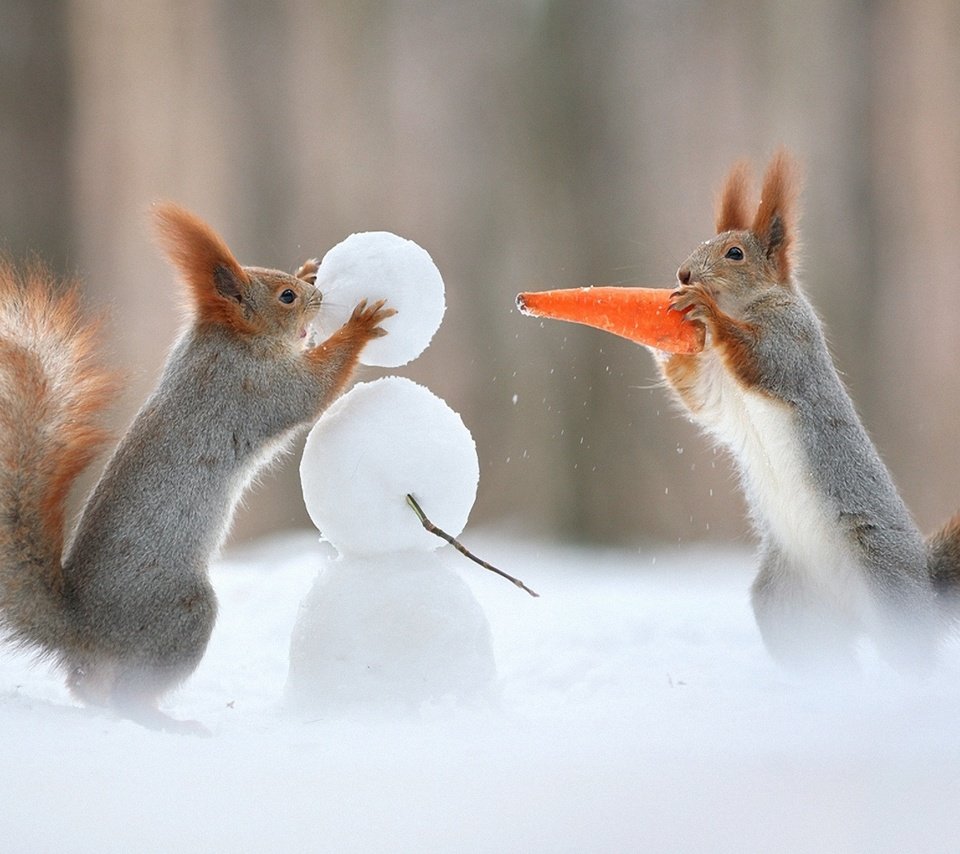 Обои снег, зима, снеговик, юмор, хвост, морковка, белки, белочки, snow, winter, snowman, humor, tail, carrot, proteins, squirrels разрешение 1920x1200 Загрузить