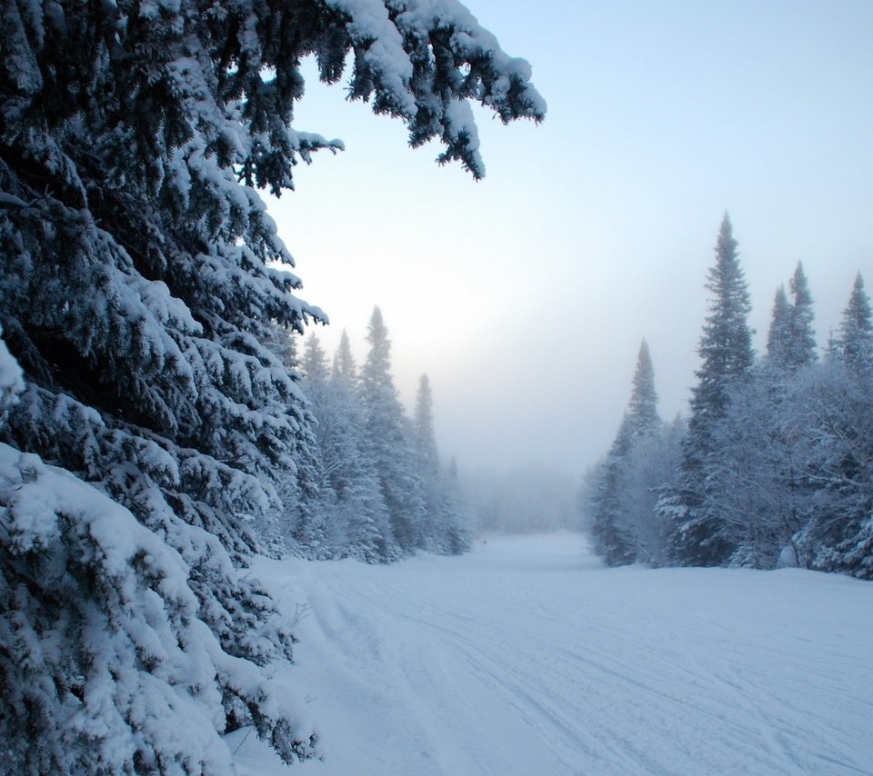 Обои деревья, снег, зима, trees, snow, winter разрешение 2560x1600 Загрузить