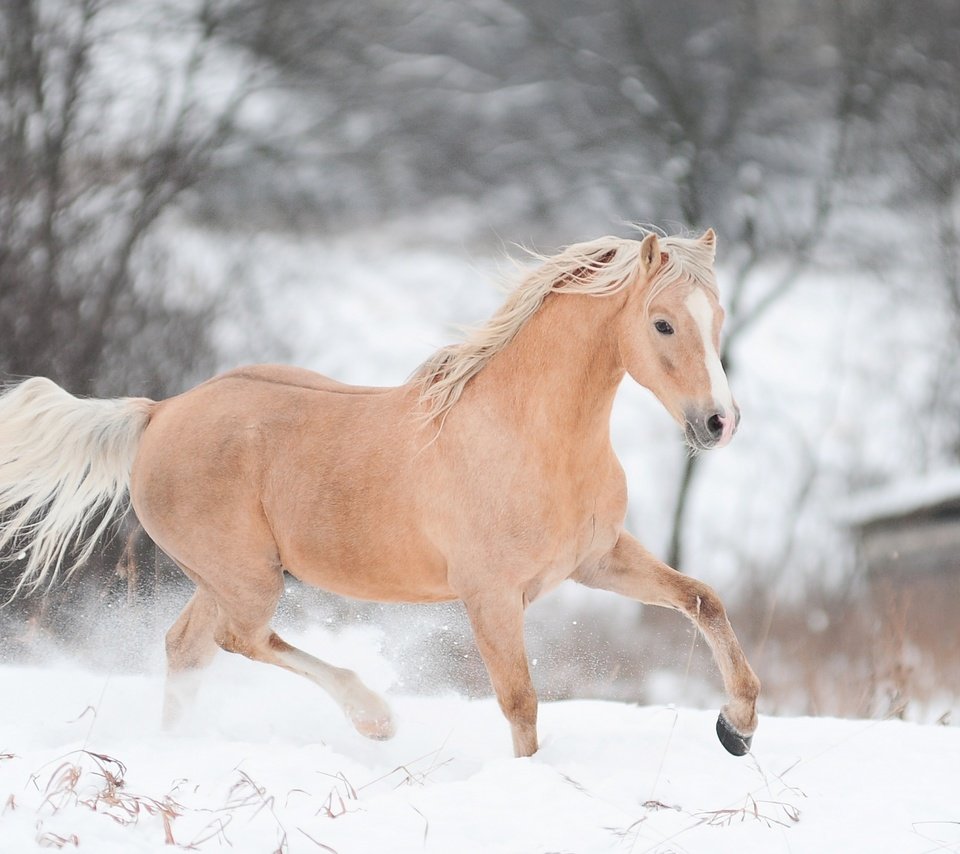 Обои лошадь, снег, зима, конь, бег, horse, snow, winter, running разрешение 2880x1800 Загрузить