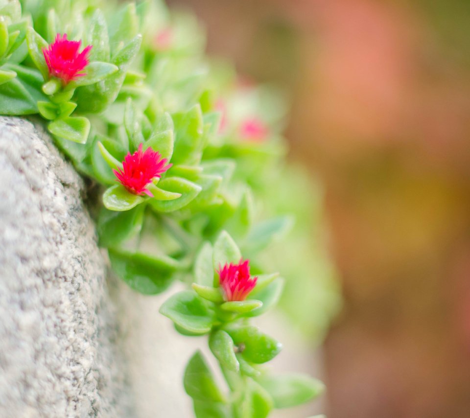 Обои макро, камень, растение, цветочки, очиток, macro, stone, plant, flowers, stonecrop разрешение 3840x2400 Загрузить