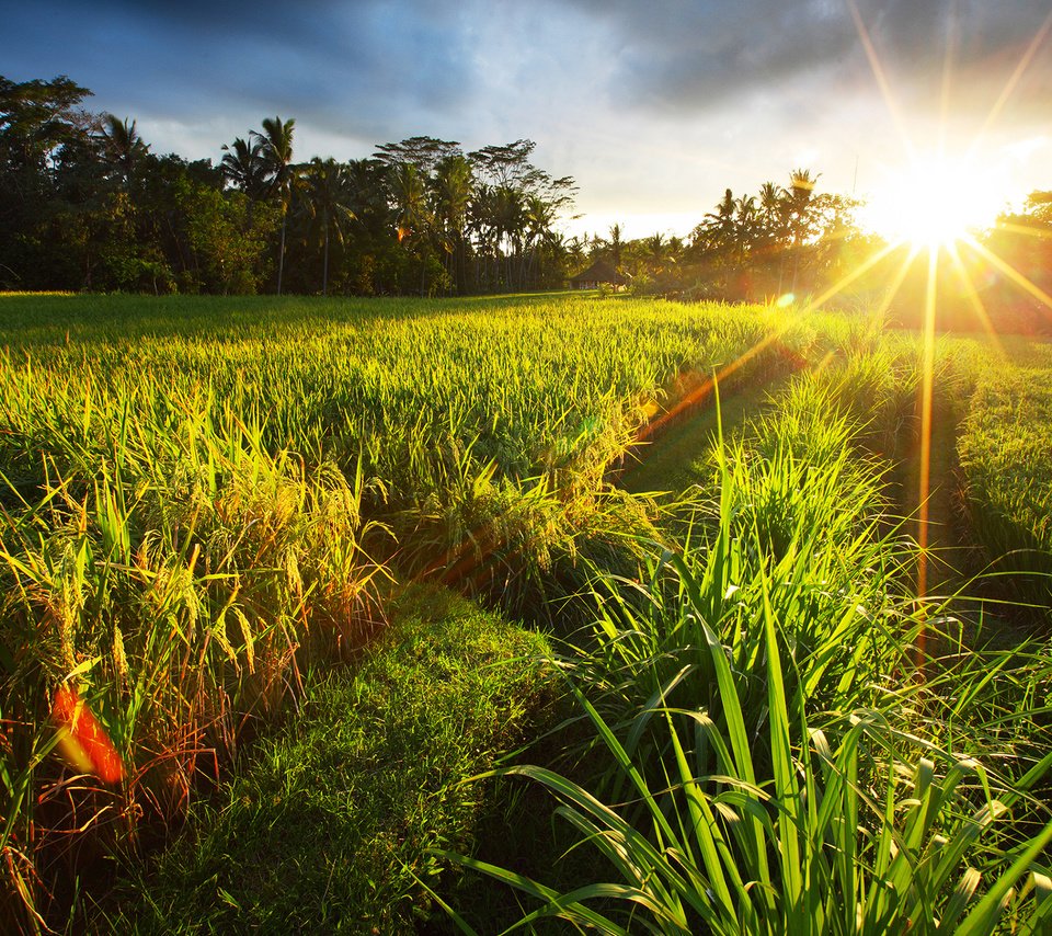 Обои трава, солнце, природа, пейзаж, поле, лето, grass, the sun, nature, landscape, field, summer разрешение 2560x1600 Загрузить