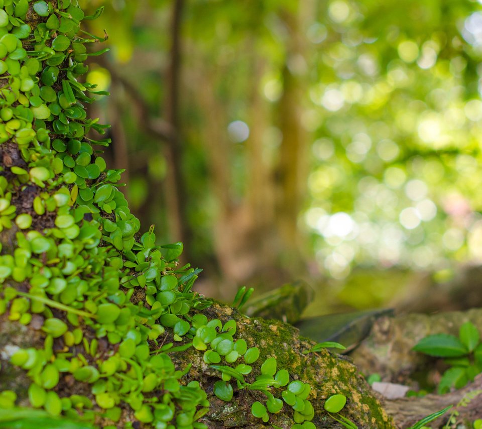 Обои природа, листья, макро, фон, растение, боке, nature, leaves, macro, background, plant, bokeh разрешение 2880x1800 Загрузить