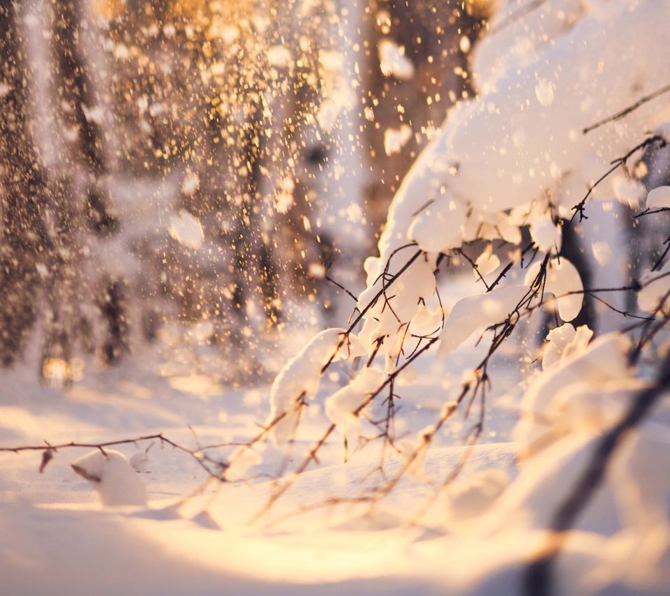 Обои снег, природа, лес, зима, ветки, snow, nature, forest, winter, branches разрешение 1920x1200 Загрузить