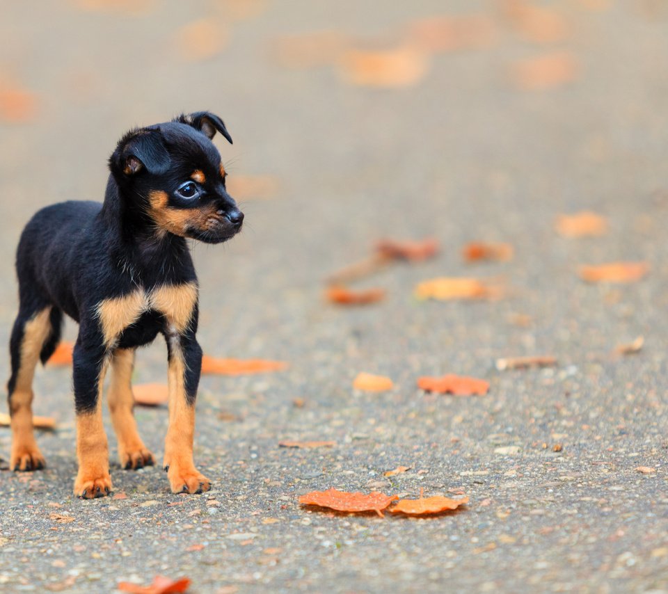 Обои листья, мордочка, взгляд, осень, собака, щенок, пинчер, leaves, muzzle, look, autumn, dog, puppy, pinscher разрешение 3840x2400 Загрузить