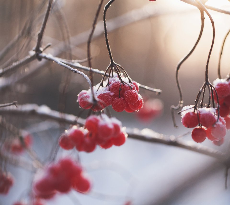 Обои природа, зима, ветки, размытость, ягоды, рябина, nature, winter, branches, blur, berries, rowan разрешение 3840x2400 Загрузить