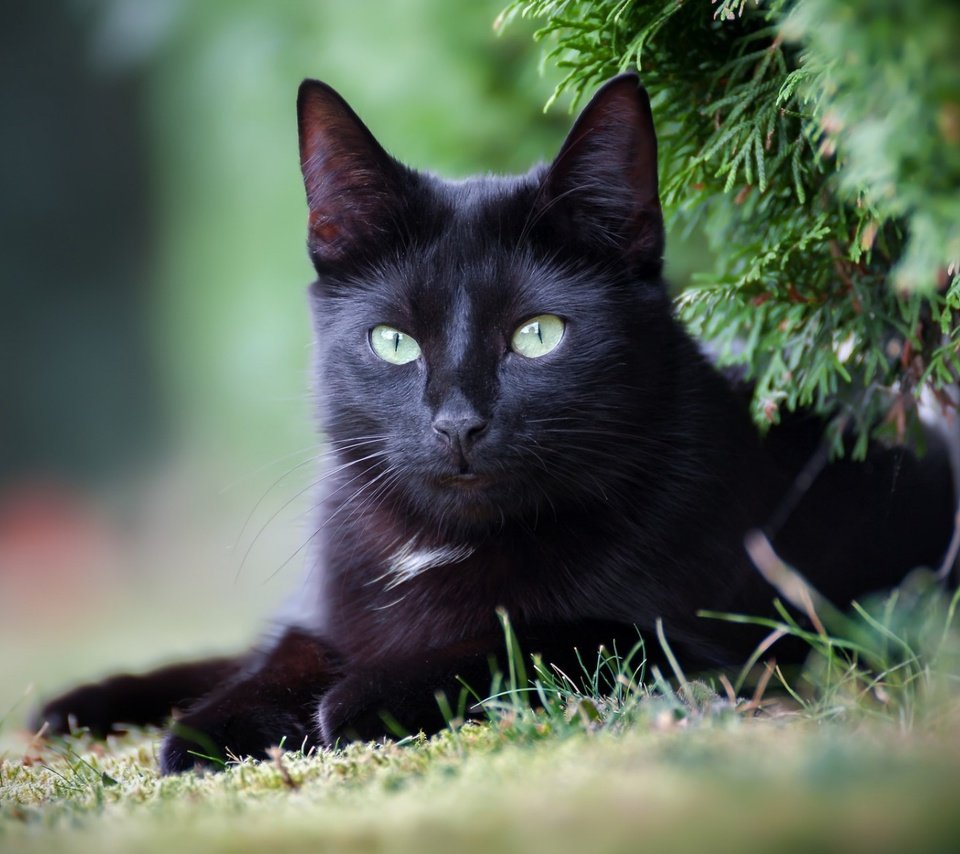 Обои глаза, фон, кот, усы, кошка, взгляд, черный, eyes, background, cat, mustache, look, black разрешение 1920x1200 Загрузить