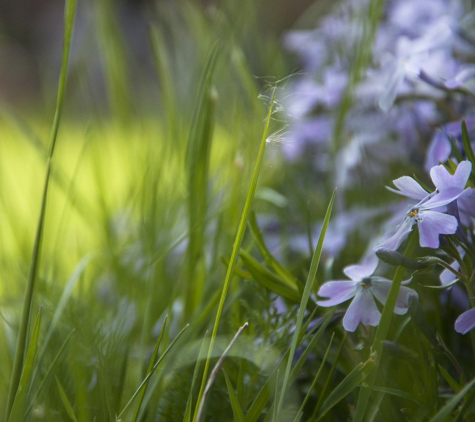 Обои цветы, трава, незабудки, flowers, grass, forget-me-nots разрешение 1920x1200 Загрузить