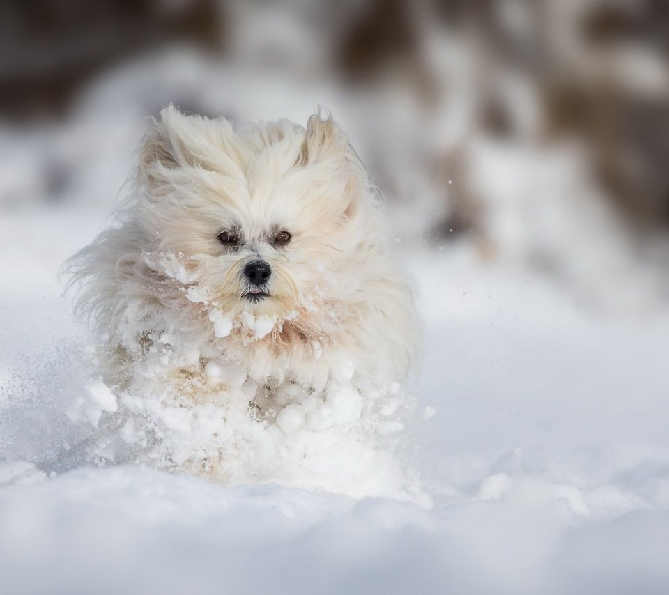 Обои снег, зима, собака, болонка, snow, winter, dog, lapdog разрешение 1920x1080 Загрузить