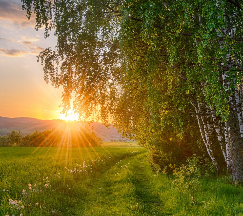 Обои солнце, природа, лес, закат, поле, березы, the sun, nature, forest, sunset, field, birch разрешение 1920x1200 Загрузить