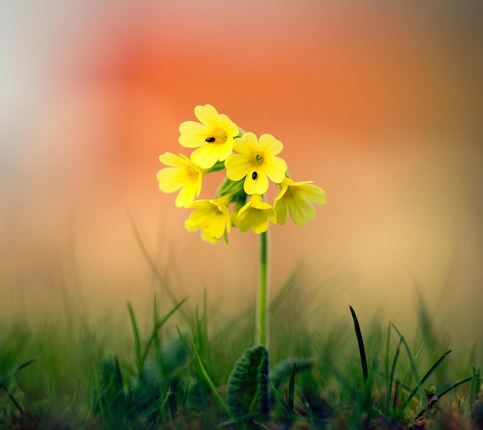 Обои трава, природа, фон, цветок, боке, grass, nature, background, flower, bokeh разрешение 1920x1080 Загрузить