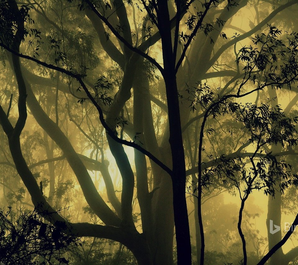 Обои деревья, природа, лес, туман, индия, карнатака, trees, nature, forest, fog, india, karnataka разрешение 1920x1200 Загрузить