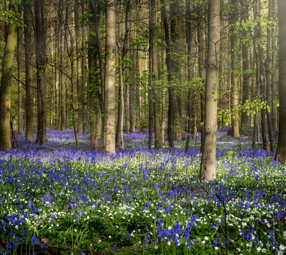 Обои цветы, природа, лес, весна, jean dujardin, flowers, nature, forest, spring разрешение 1920x1080 Загрузить