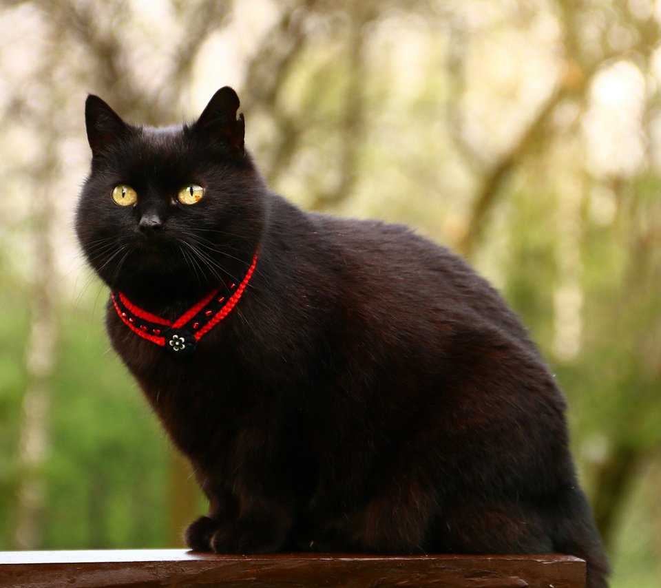 Обои глаза, фон, кот, усы, кошка, взгляд, кот.черный, eyes, background, cat, mustache, look, cat.black разрешение 1920x1200 Загрузить