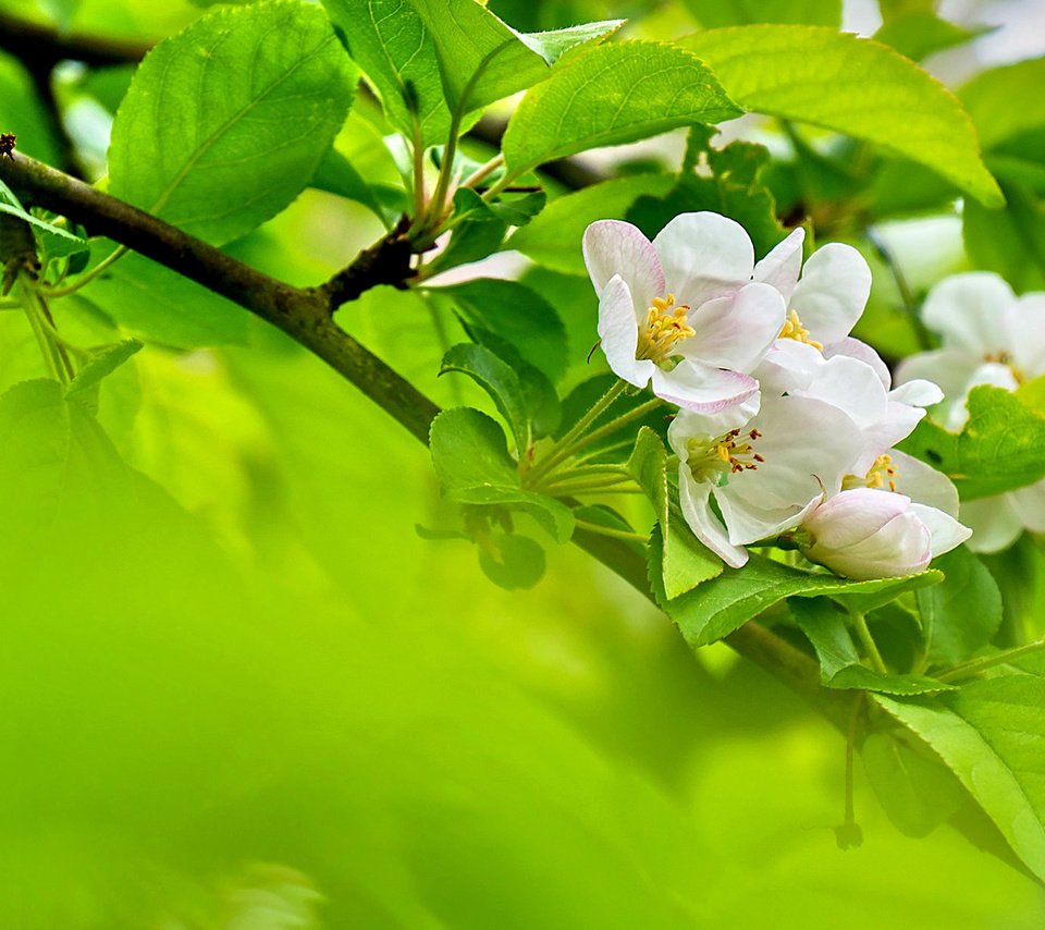 Обои цветы, ветка, цветение, листья, весна, яблоня, flowers, branch, flowering, leaves, spring, apple разрешение 1920x1200 Загрузить