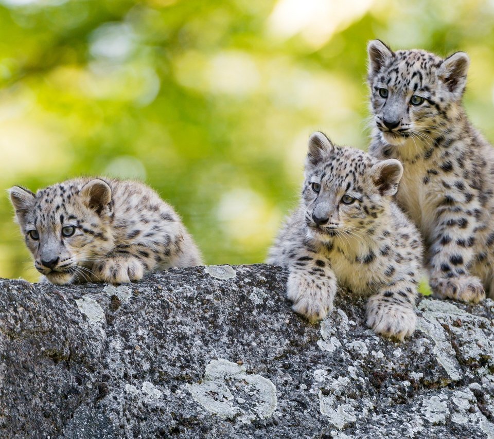 Обои снежный барс, ирбис, детеныши, snow leopard, irbis, cubs разрешение 2880x1800 Загрузить