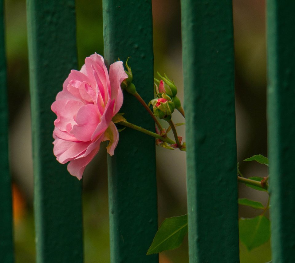 Обои цветок, роза, лепестки, забор, flower, rose, petals, the fence разрешение 1920x1200 Загрузить