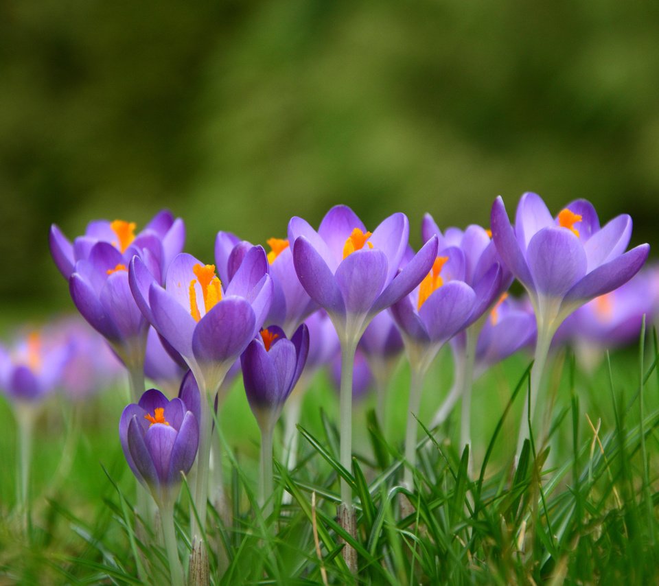 Обои цветы, трава, весна, крокусы, flowers, grass, spring, crocuses разрешение 3840x2400 Загрузить