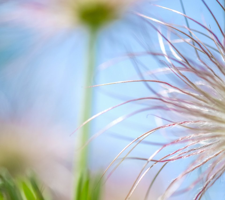 Обои природа, макро, цветок, боке, nature, macro, flower, bokeh разрешение 4896x2760 Загрузить