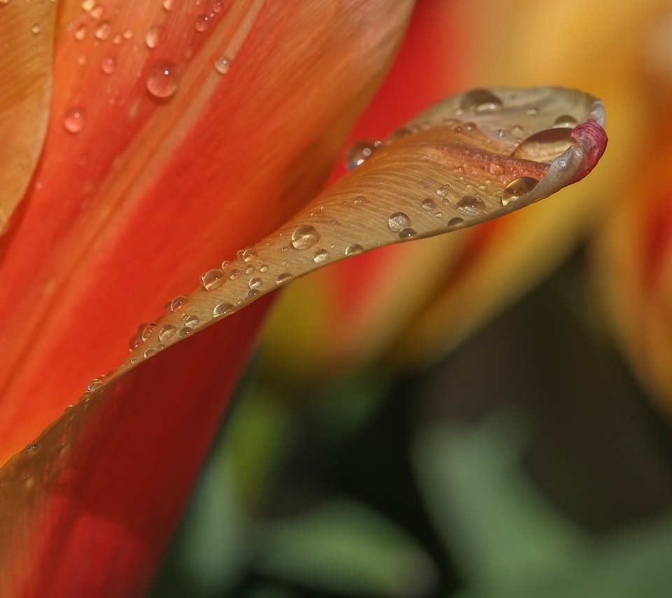 Обои макро, цветок, роса, капли, лепестки, тюльпан, macro, flower, rosa, drops, petals, tulip разрешение 2496x1664 Загрузить