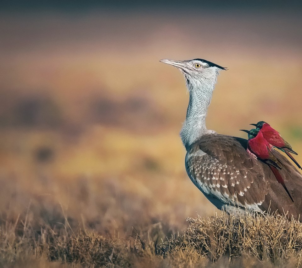 Обои птицы, клюв, перья, щурка, дрофа, birds, beak, feathers, schurka, bustard разрешение 2048x1215 Загрузить