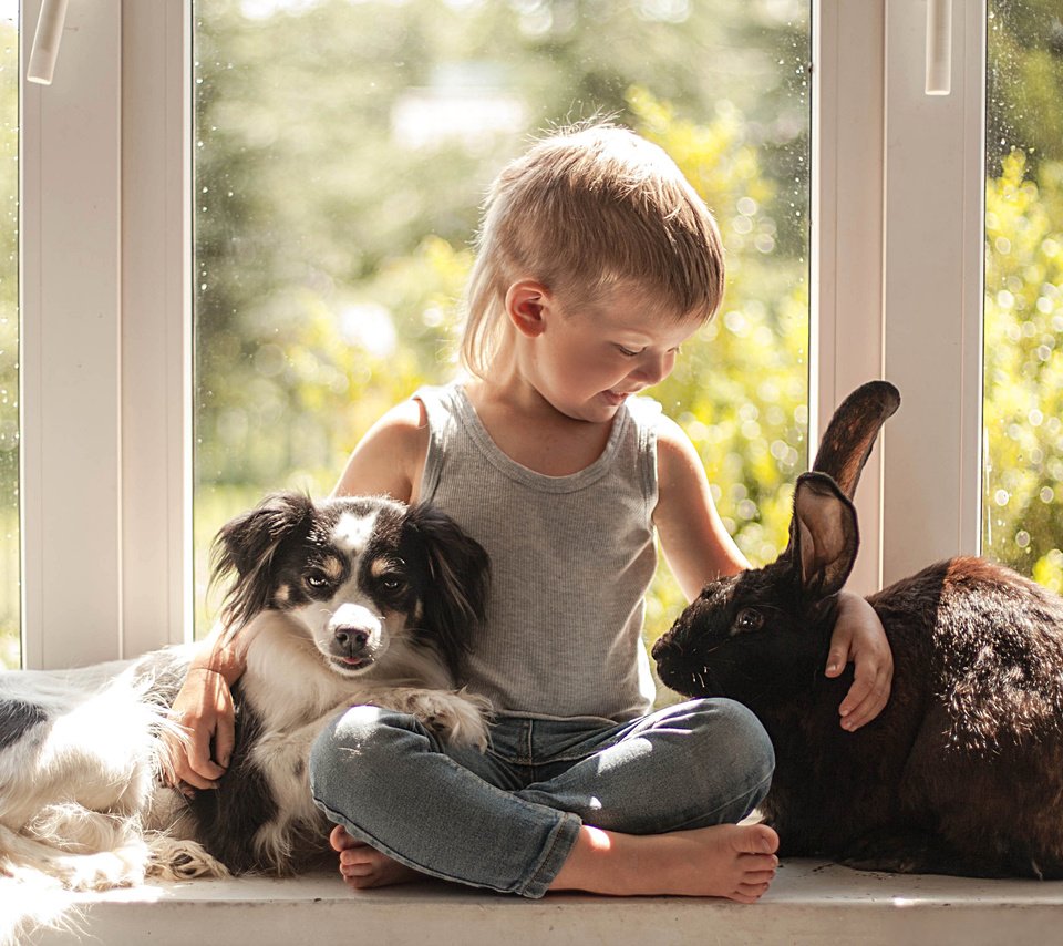 Обои животные, собака, ребенок, кролик, окно, мальчик, дружба, друзья, animals, dog, child, rabbit, window, boy, friendship, friends разрешение 3902x2521 Загрузить