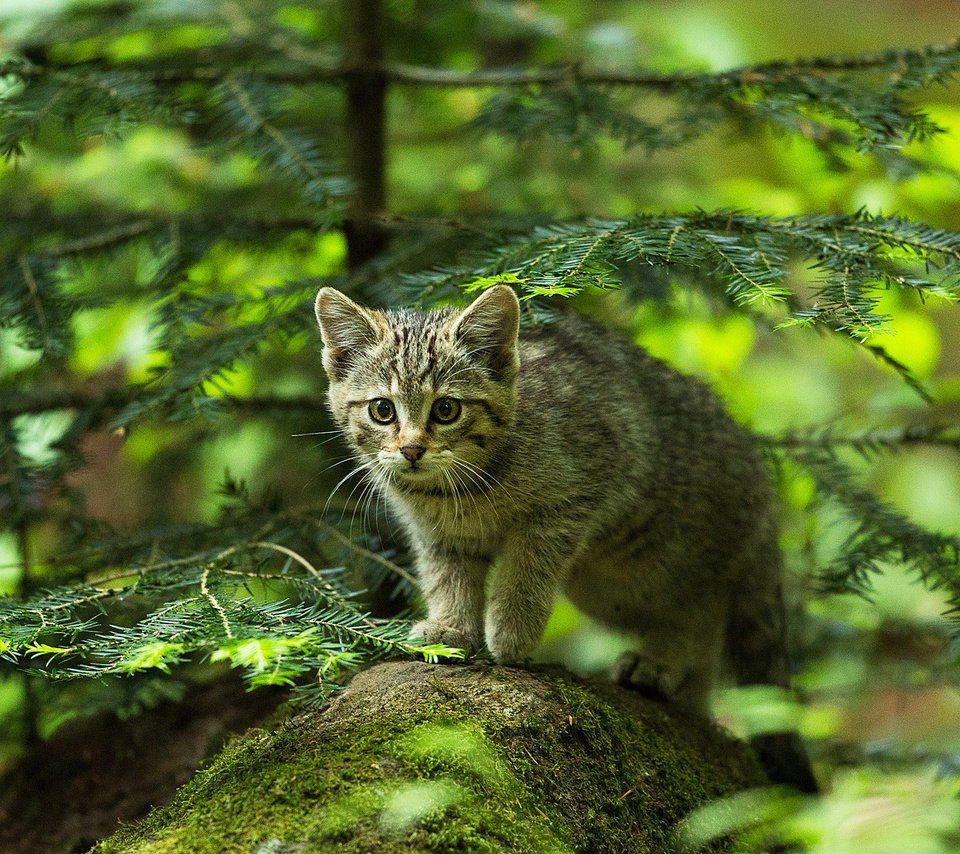 Обои лес, охотник, мордочка, усы, кошка, взгляд, котенок, камень, ель, forest, hunter, muzzle, mustache, cat, look, kitty, stone, spruce разрешение 2048x1336 Загрузить