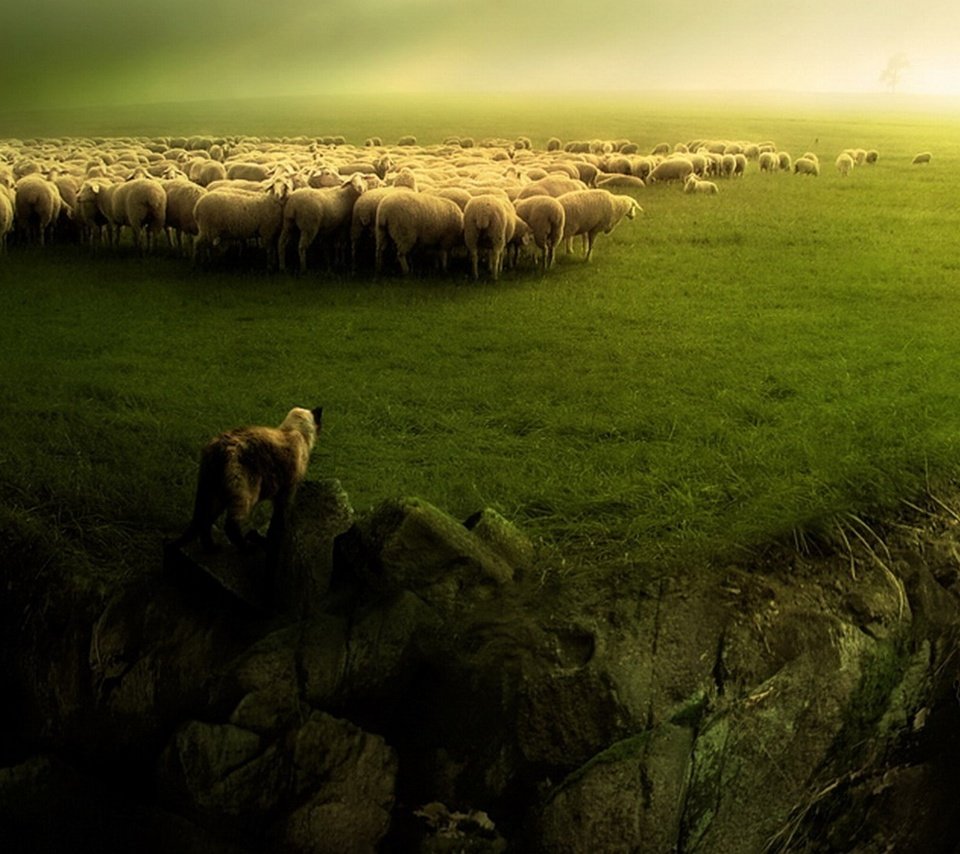 Обои зелень, пейзаж, собака, овцы, стадо, пастух, бараны, greens, landscape, dog, sheep, the herd, shepherd разрешение 1920x1080 Загрузить