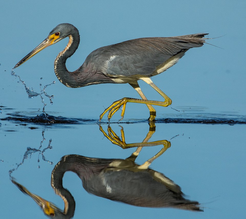 Обои вода, отражение, птица, клюв, перья, цапля, water, reflection, bird, beak, feathers, heron разрешение 1920x1180 Загрузить