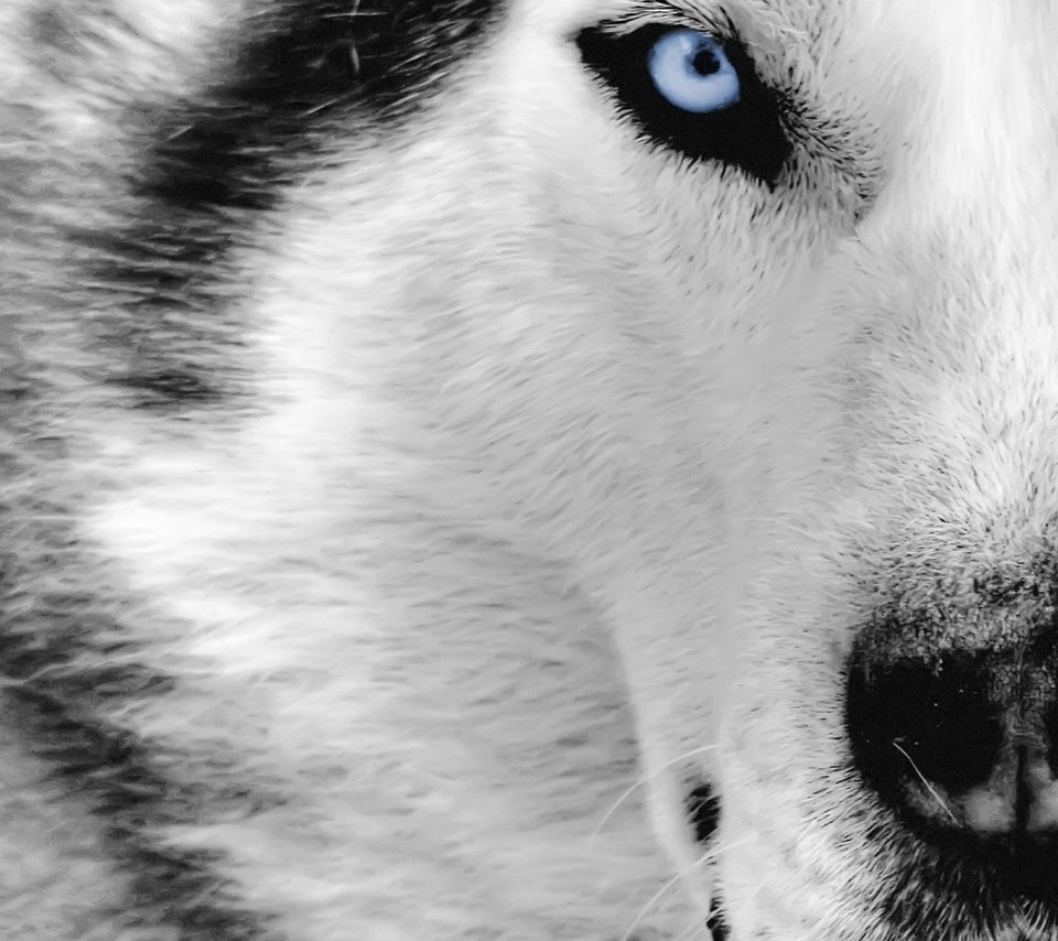Обои морда, взгляд, хищник, волк, face, look, predator, wolf разрешение 1920x1080 Загрузить