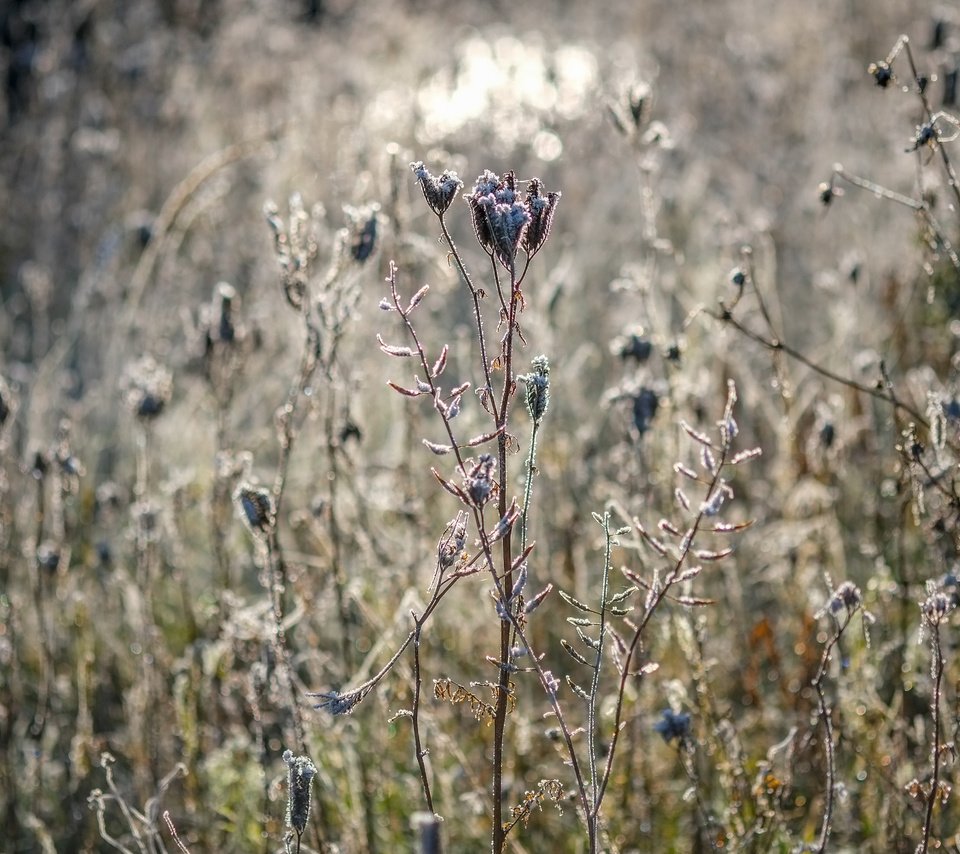 Обои цветы, трава, природа, растения, сухие, flowers, grass, nature, plants, dry разрешение 4896x3264 Загрузить