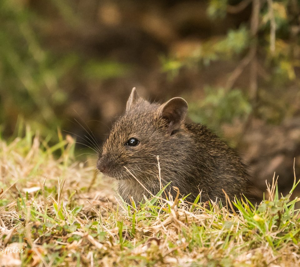 Обои трава, природа, мышь, животное, мышка, grass, nature, mouse, animal разрешение 2364x1576 Загрузить