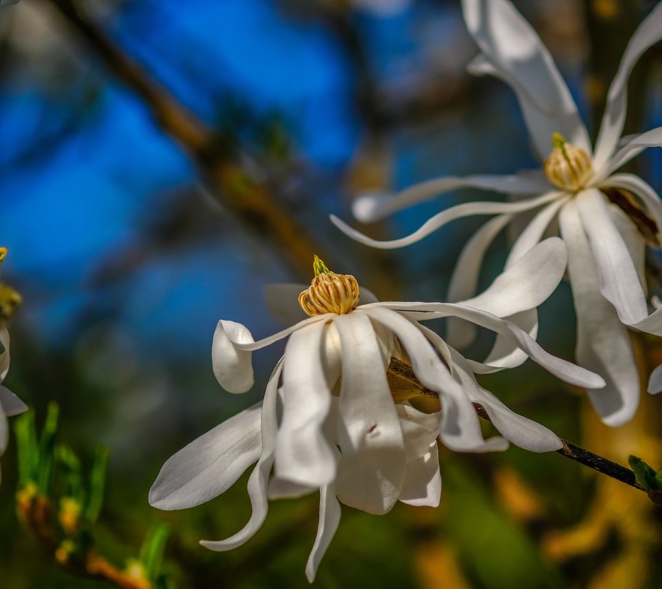 Обои цветы, цветение, весна, белые, магнолия, flowers, flowering, spring, white, magnolia разрешение 6000x4000 Загрузить