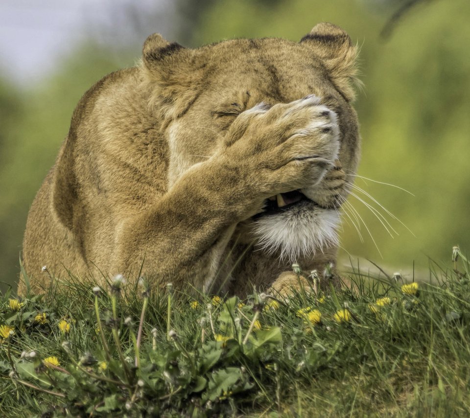 Обои цветы, трава, хищник, одуванчики, лев, лапа, львица, flowers, grass, predator, dandelions, leo, paw, lioness разрешение 2823x2556 Загрузить