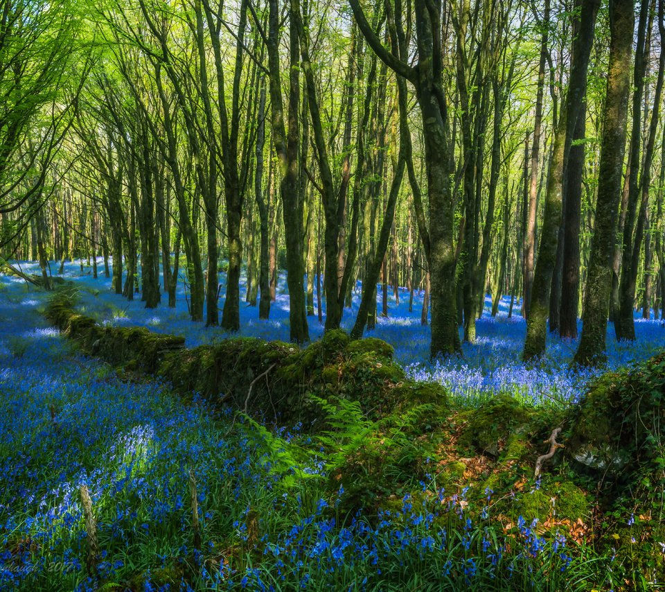 Обои цветы, деревья, лес, стволы, голубые, flowers, trees, forest, trunks, blue разрешение 5959x3916 Загрузить