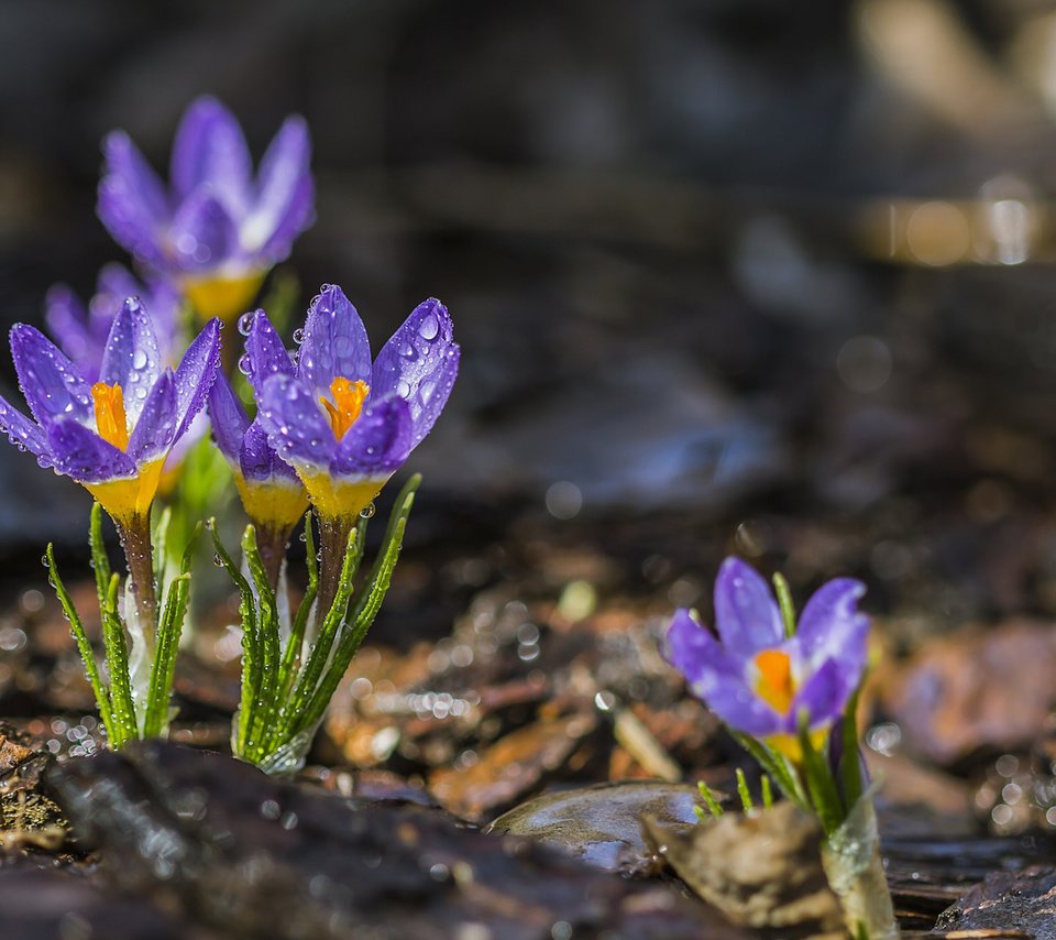 Обои цветы, капли, лепестки, весна, крокусы, flowers, drops, petals, spring, crocuses разрешение 1920x1200 Загрузить