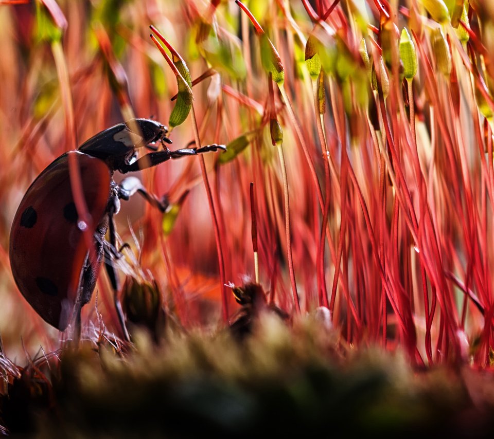 Обои растения, жук, макро, насекомое, божья коровка, мох, plants, beetle, macro, insect, ladybug, moss разрешение 1920x1300 Загрузить