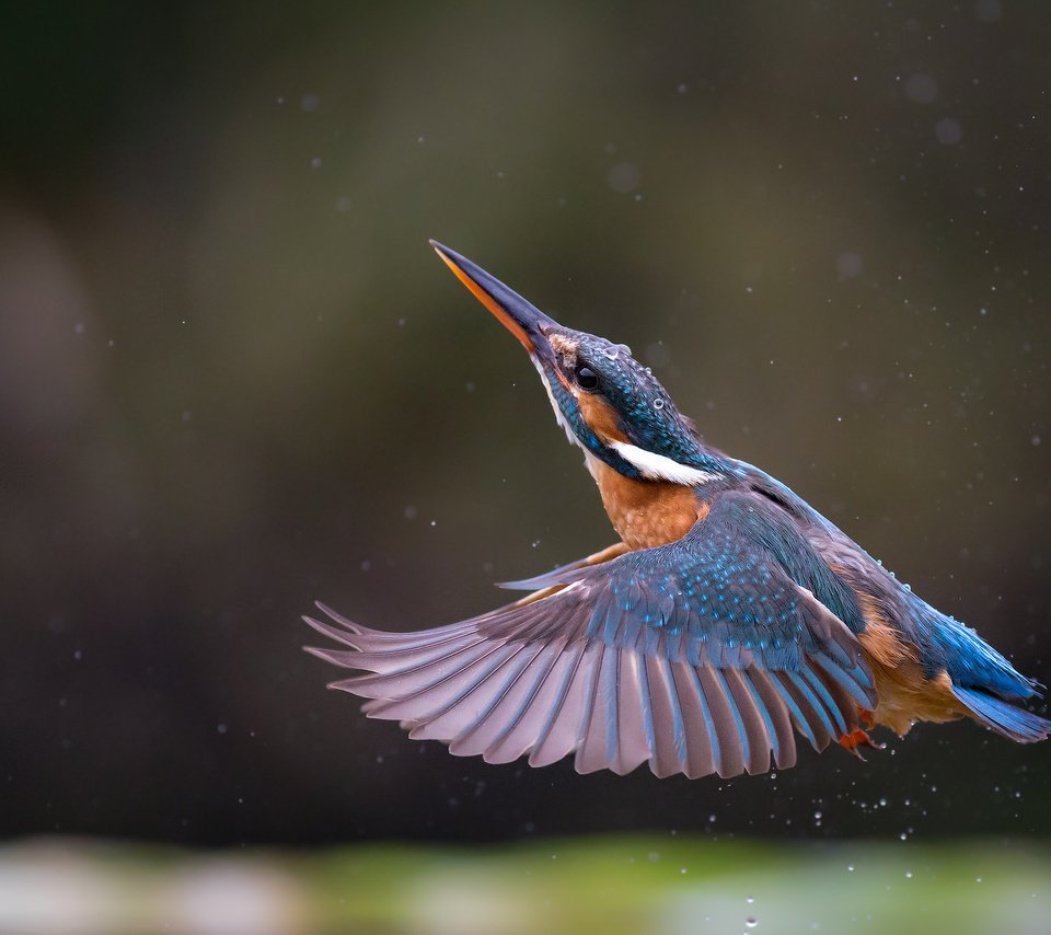 Обои полет, крылья, птица, клюв, перья, зимородок, flight, wings, bird, beak, feathers, kingfisher разрешение 2048x1366 Загрузить