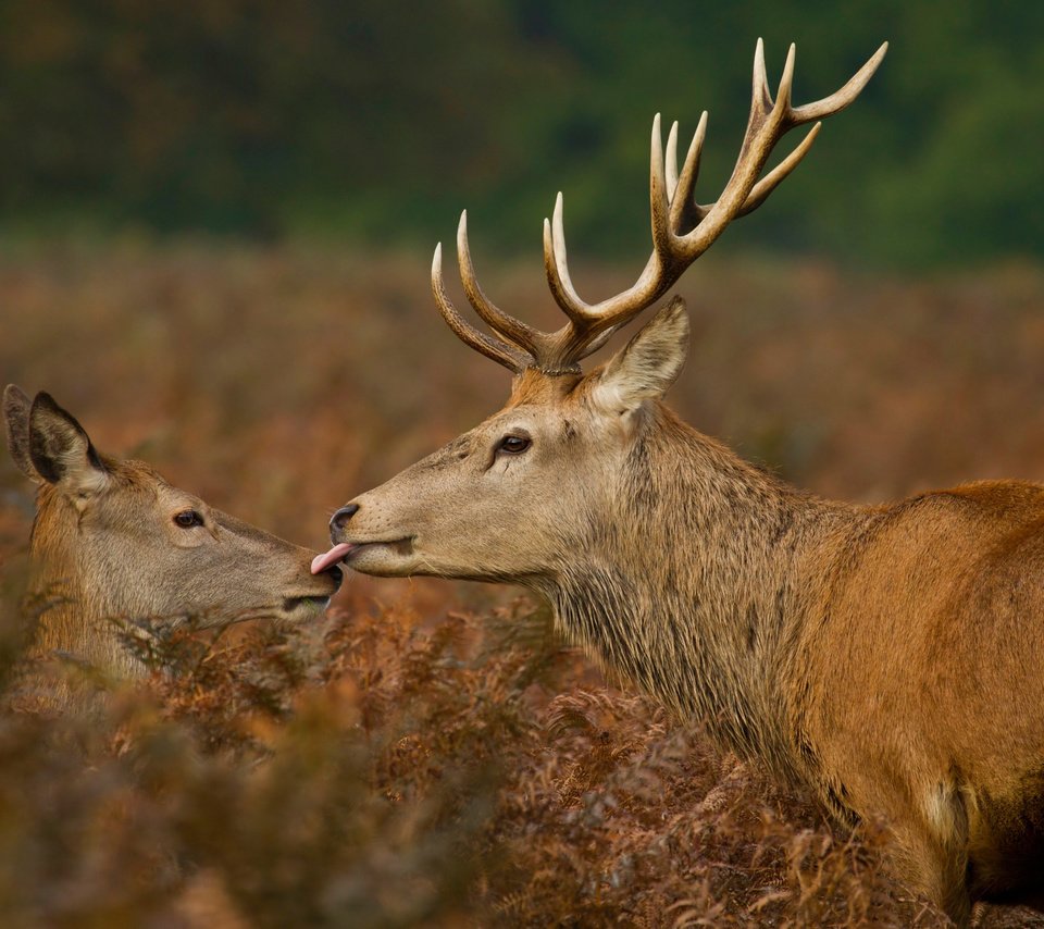 Обои растения, рога, олени, язык, поцелуй, дикая природа, plants, horns, deer, language, kiss, wildlife разрешение 2500x1667 Загрузить