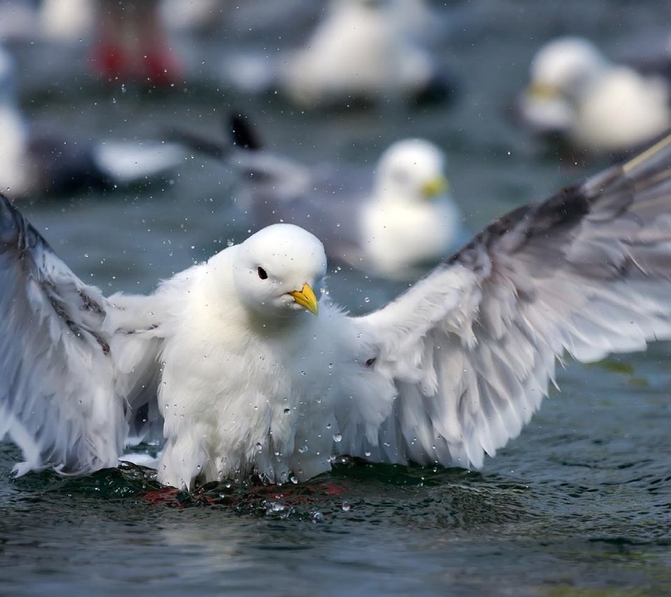 Обои вода, крылья, брызги, чайка, птица, клюв, перья, water, wings, squirt, seagull, bird, beak, feathers разрешение 2560x1665 Загрузить