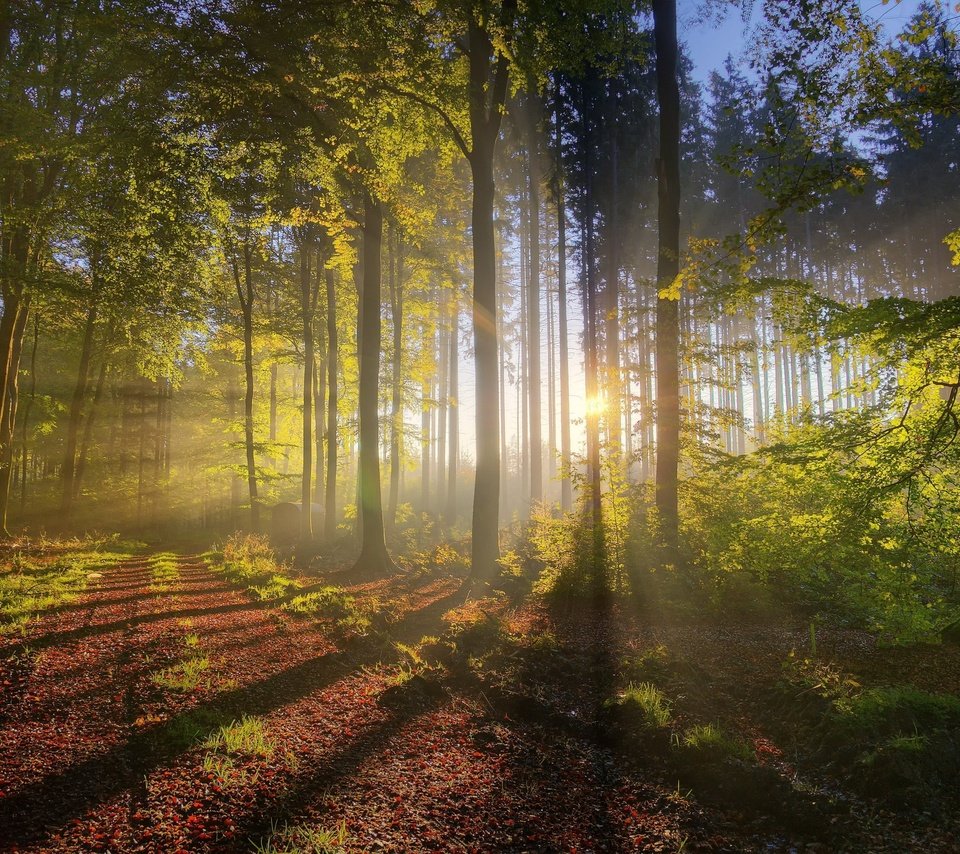 Обои деревья, природа, лес, утро, туман, солнечные лучи, trees, nature, forest, morning, fog, the sun's rays разрешение 4000x2656 Загрузить