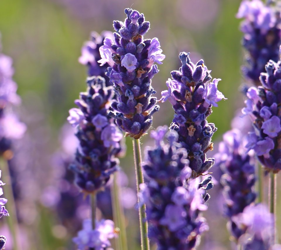 Обои цветы, макро, лаванда, flowers, macro, lavender разрешение 5184x3182 Загрузить