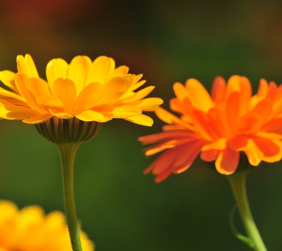 Обои цветы, лепестки, стебли, календула, flowers, petals, stems, calendula разрешение 4288x2848 Загрузить