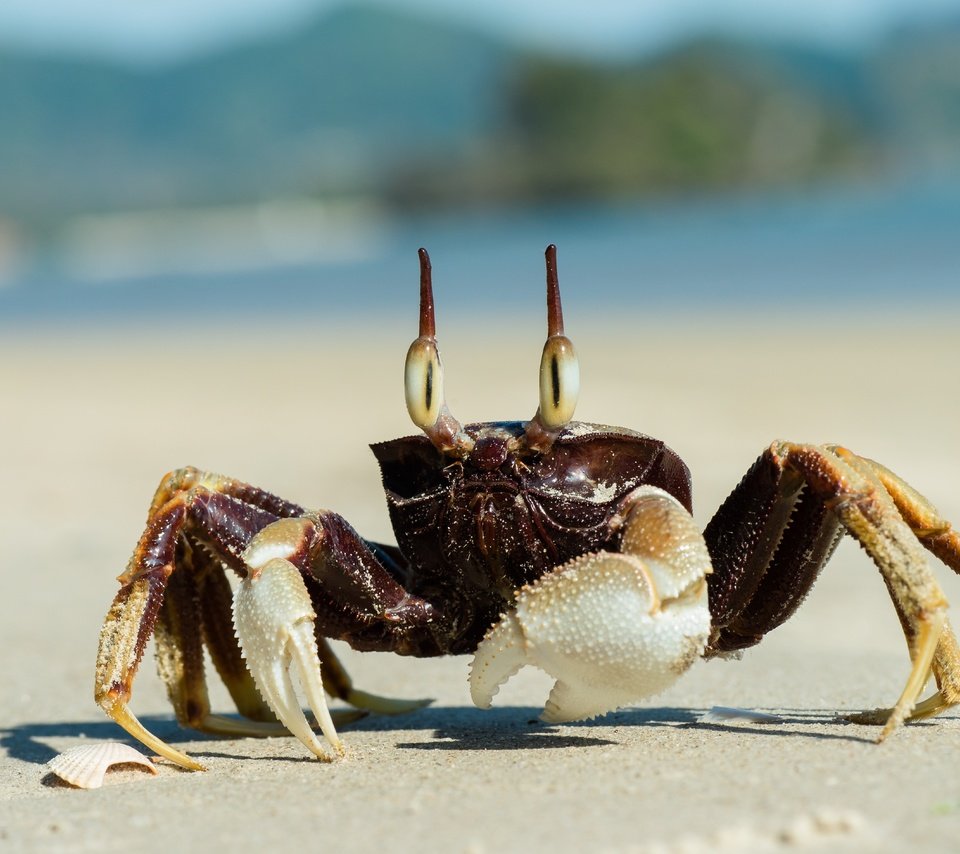 Обои песок, пляж, краб, клешни, sand, beach, crab, claws разрешение 5659x3777 Загрузить
