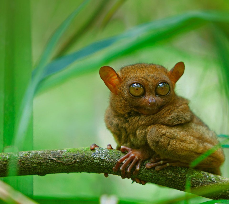 Обои глаза, ветка, мордочка, взгляд, долгопят, eyes, branch, muzzle, look, tarsier разрешение 1920x1080 Загрузить