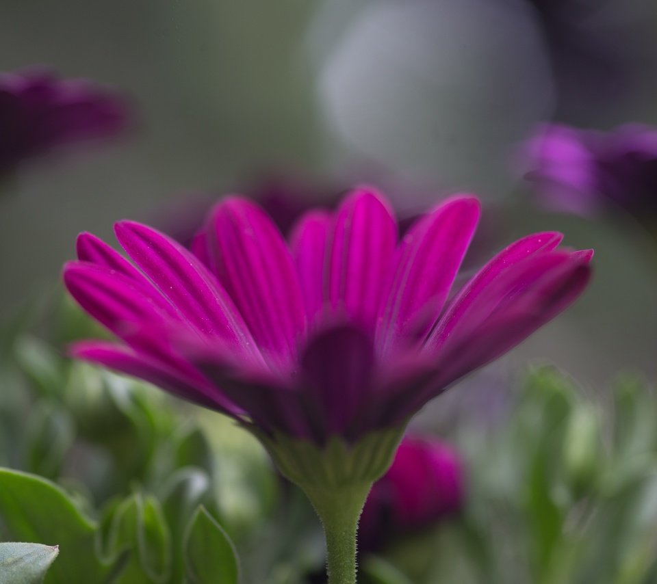 Обои цветы, лепестки, размытость, остеоспермум, flowers, petals, blur, osteospermum разрешение 5184x3456 Загрузить