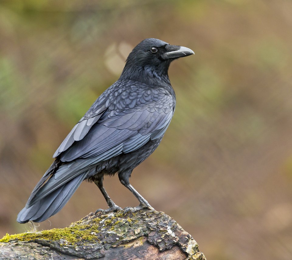 Обои птица, клюв, мох, перья, ворон, ворона, tambako the jaguar, bird, beak, moss, feathers, raven, crow разрешение 4012x2675 Загрузить